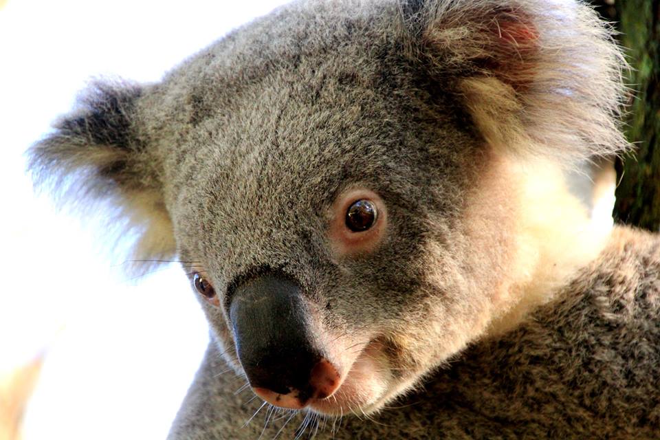 (Image of a Koala)