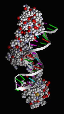 A DNA-binding protein