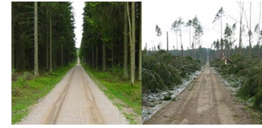 Windstorm Gudrun